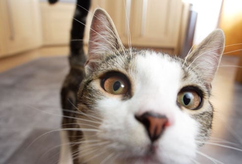 Cómo Cuidar a un Gato con Conjuntivitis