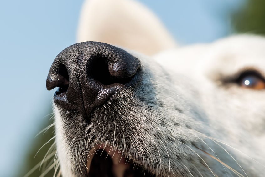 Why you should let your dog stop and sniff on walks  