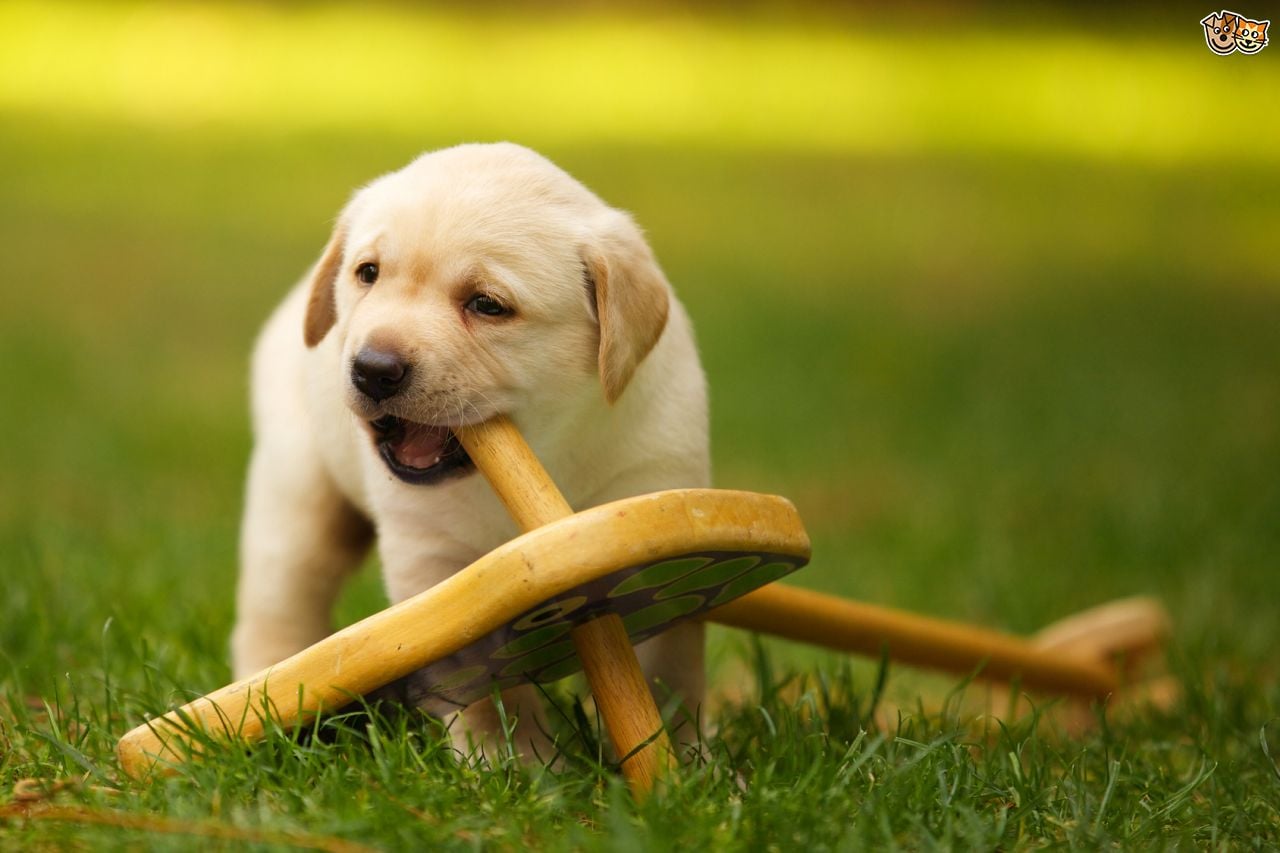 How to Cope with Teething Puppies