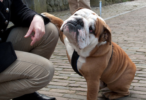 10 Reasons Your Dog is Your BFF