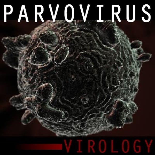 ¿Qué es el Parvovirus?