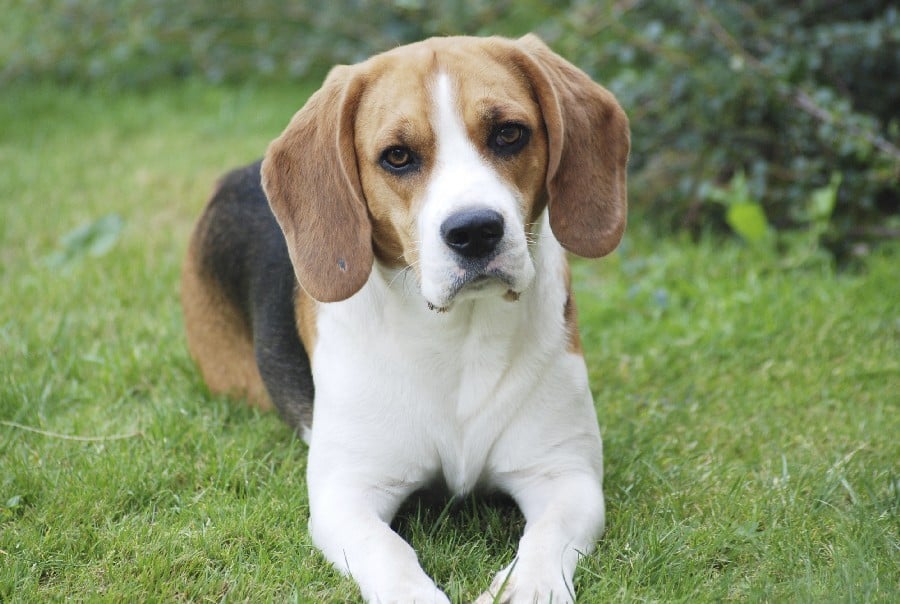 Perros y Meningitis