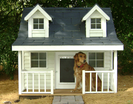 Cómo Elegir la Casa Adecuada para Tu Perro