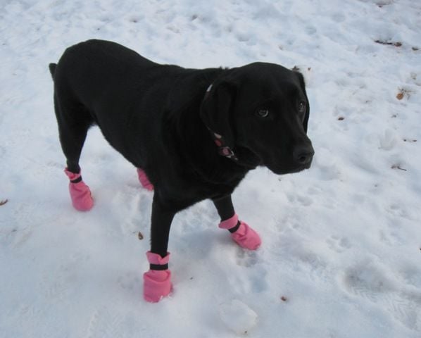 Cómo Proteger las Patas de Tu Perro Durante la Temporada de Invierno
