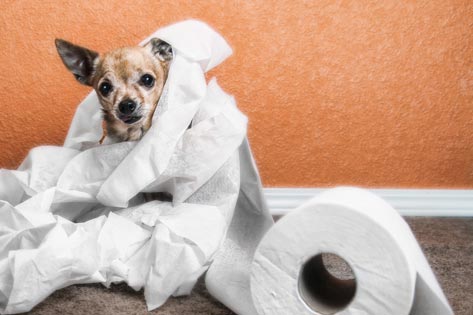 La Diarrea y Tu Perro: Qué Significa y Cómo Tratarla