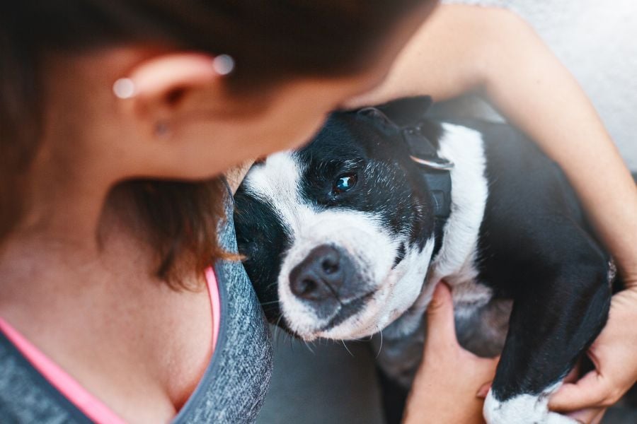 Heartworm in Pets: Understanding, Preventing, and Treating this Silent Threat