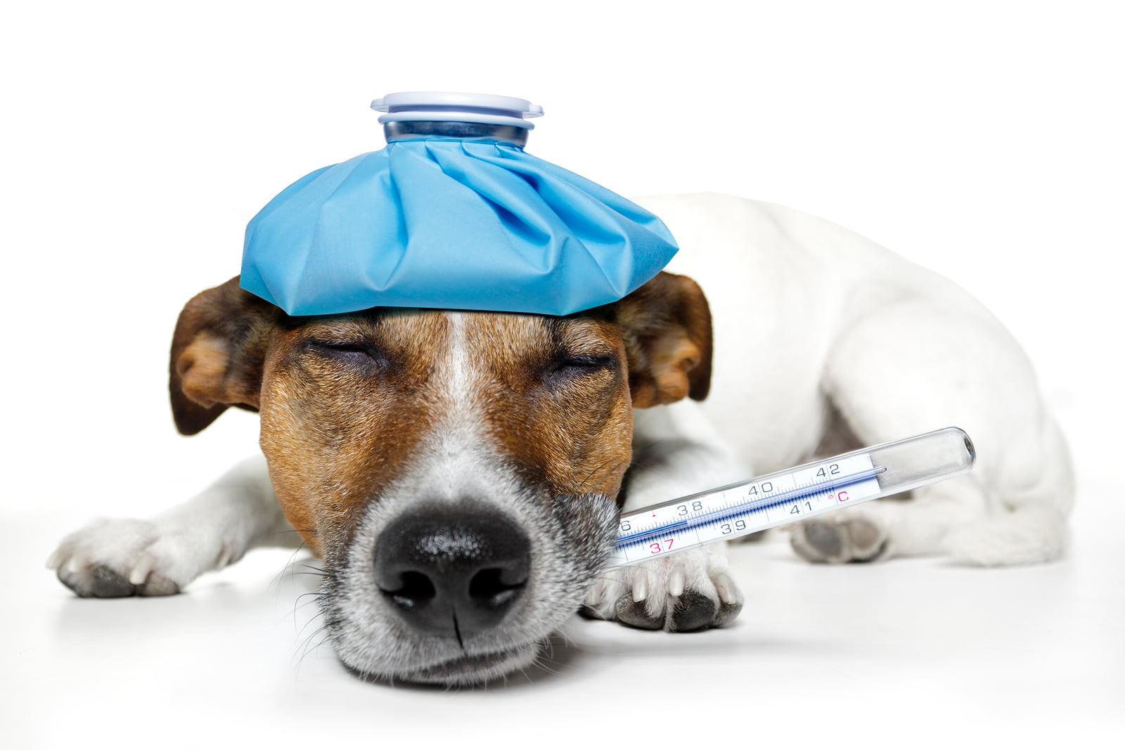 Can Your Pet Make You Sick?