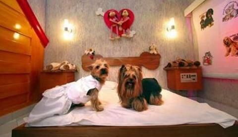 Motel para Mascotas Brasileño: Un Toque Dramático