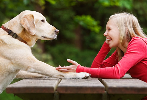 ¿Pueden los perros realmente entendernos?
