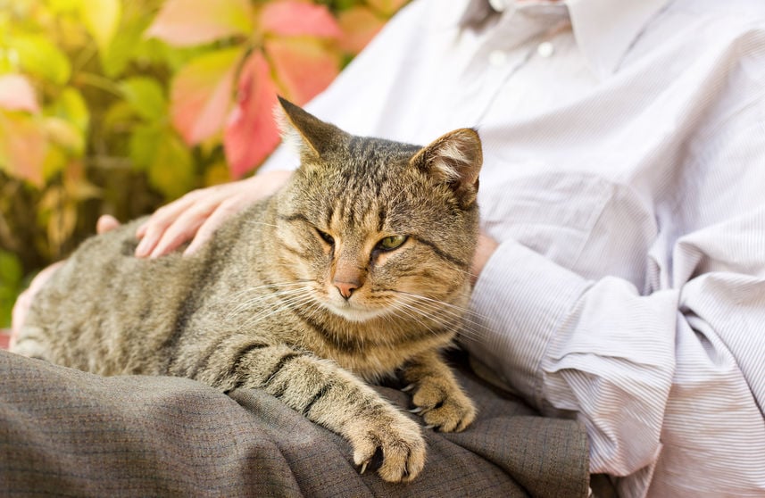 What you need to know about feline senile dementia