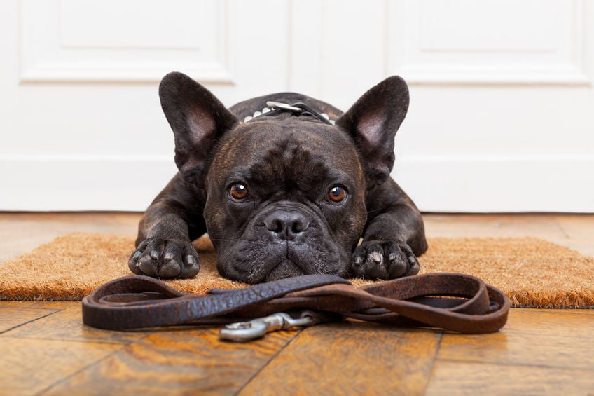Teaching your dog good leash manners