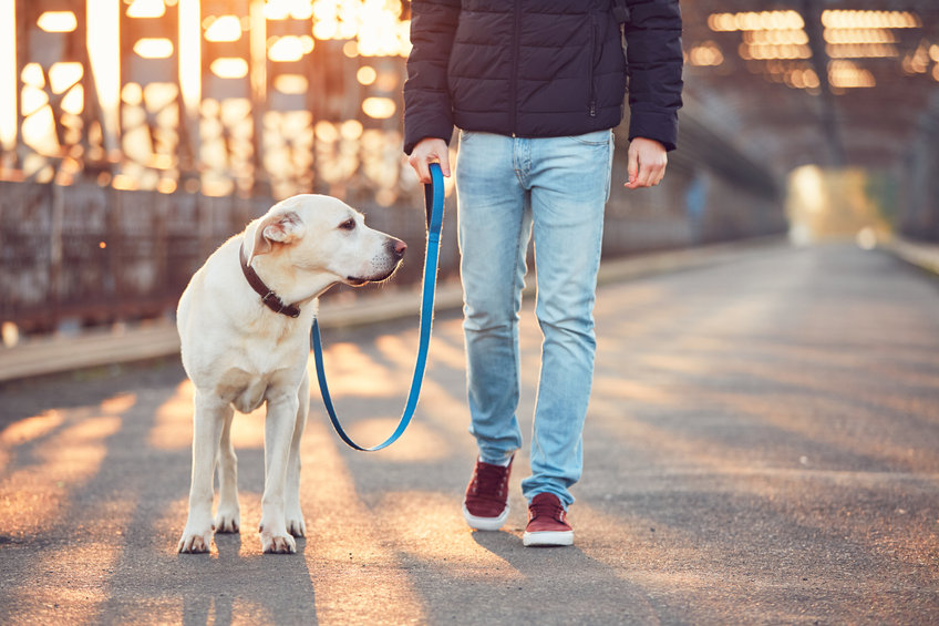 Tips for training a territorial dog