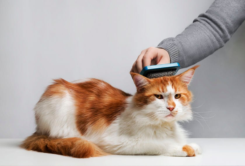 How to help a cat with matted fur