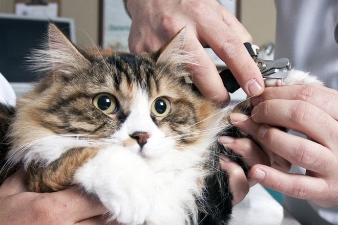 Cortando Garras 2: Cómo Cortar las Uñas de los Gatos