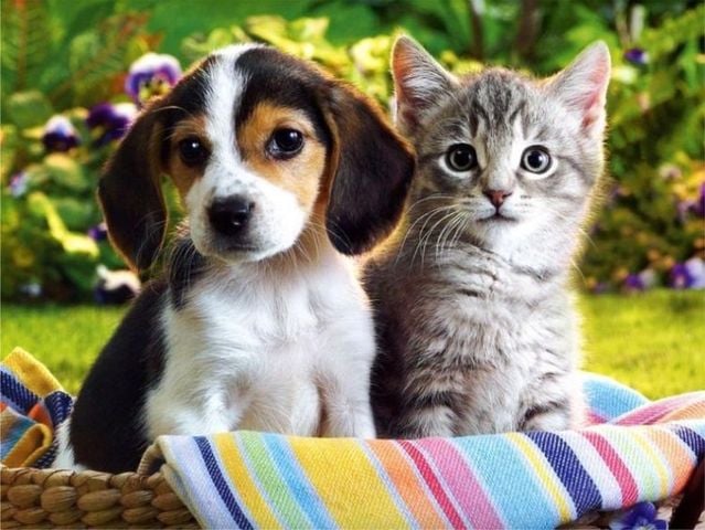 Una Casa Dividida No Puede Mantenerse en Pie: Gatos y Perros Viviendo Juntos