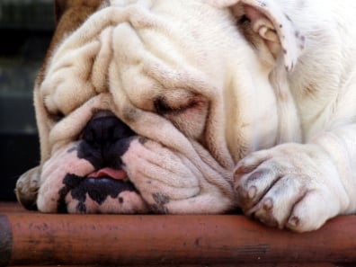 ¿Podría Tu Perro Beneficiarse de una Cama Ortopédica?