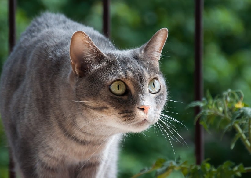 Is It Safe for Your Cat to Eat Bugs?