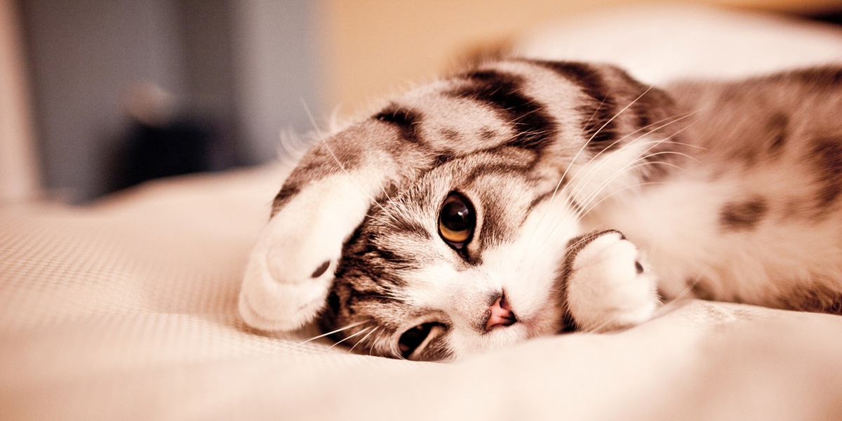 ¿Tu gato está realmente aletargado?