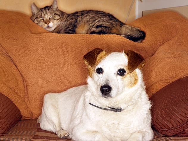 Safety Guidance for the Inside Pet