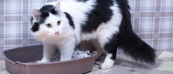 ¿Cuántas Bandejas de Arena Son Adecuadas para Tu Gato?