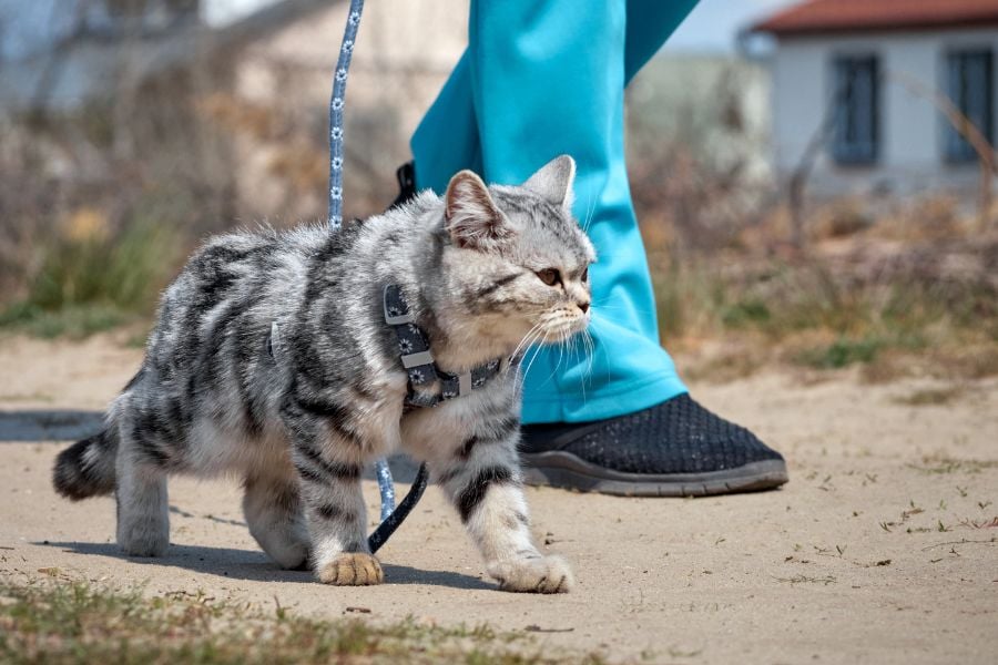 The Ultimate Guide to Leash Training Your Cool Cat