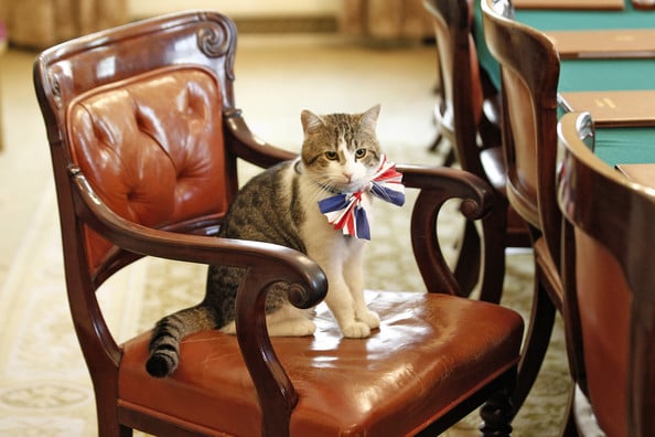 Chief Mouser to the Cabinet Office