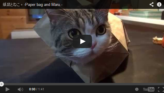 HAY QUE VERLO: Gato en bolsa de papel