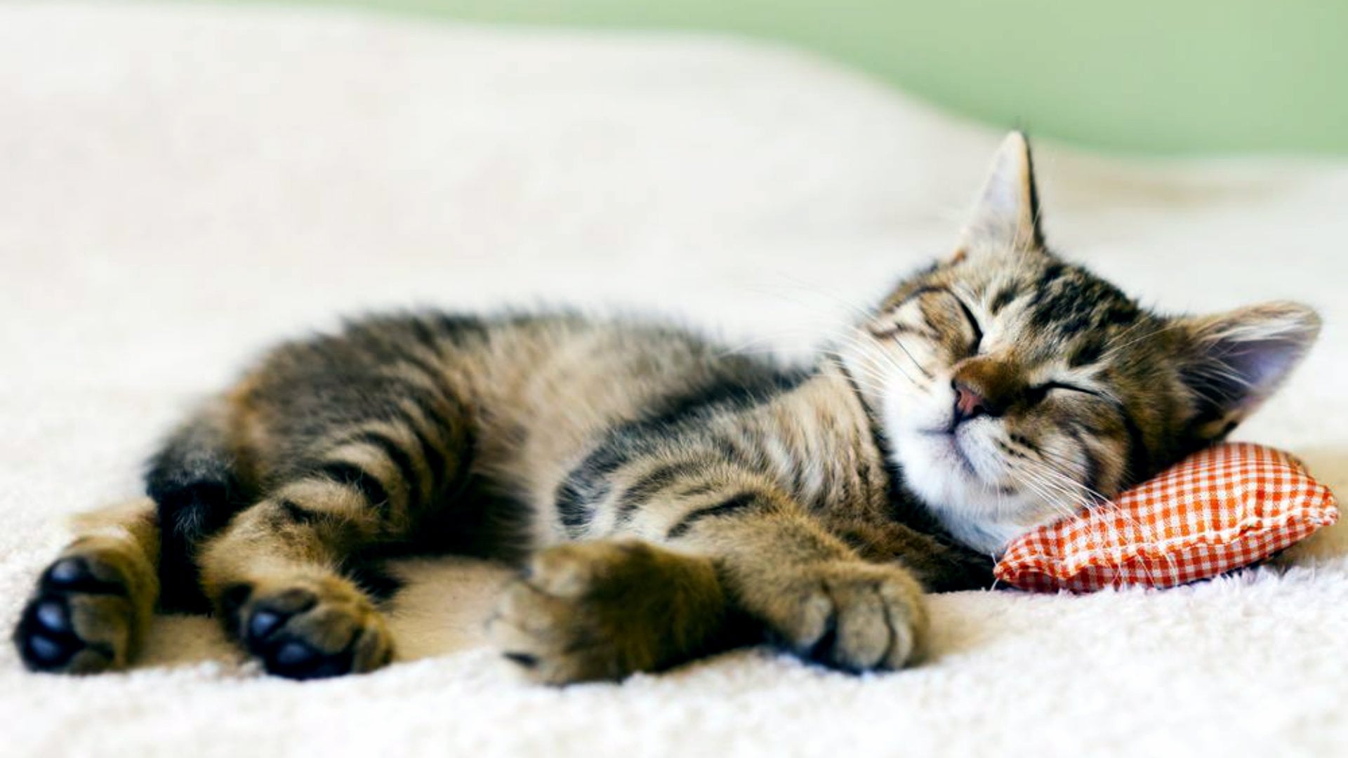 Why do cats sleep in strange places?