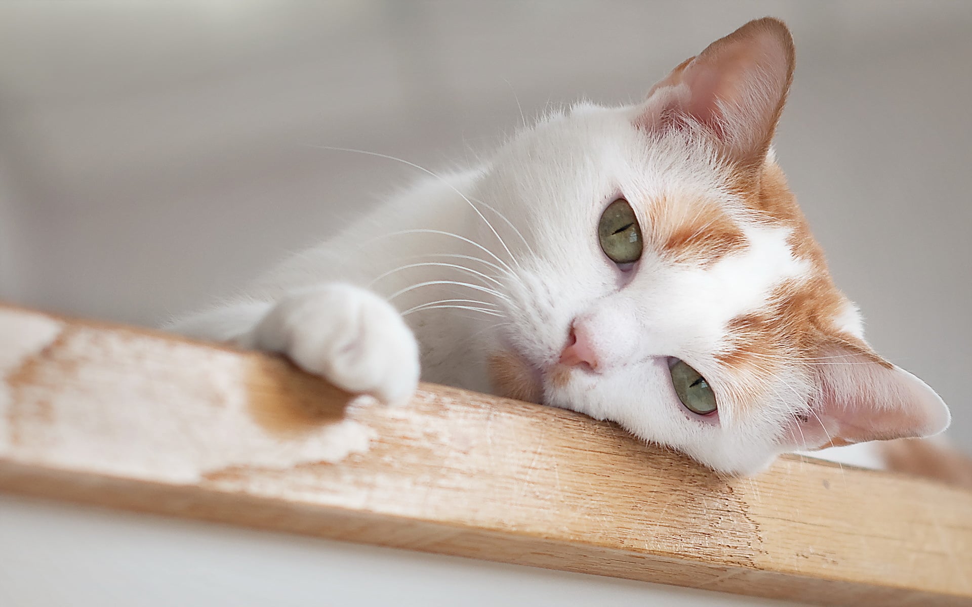 Colitis y EII en Gatos