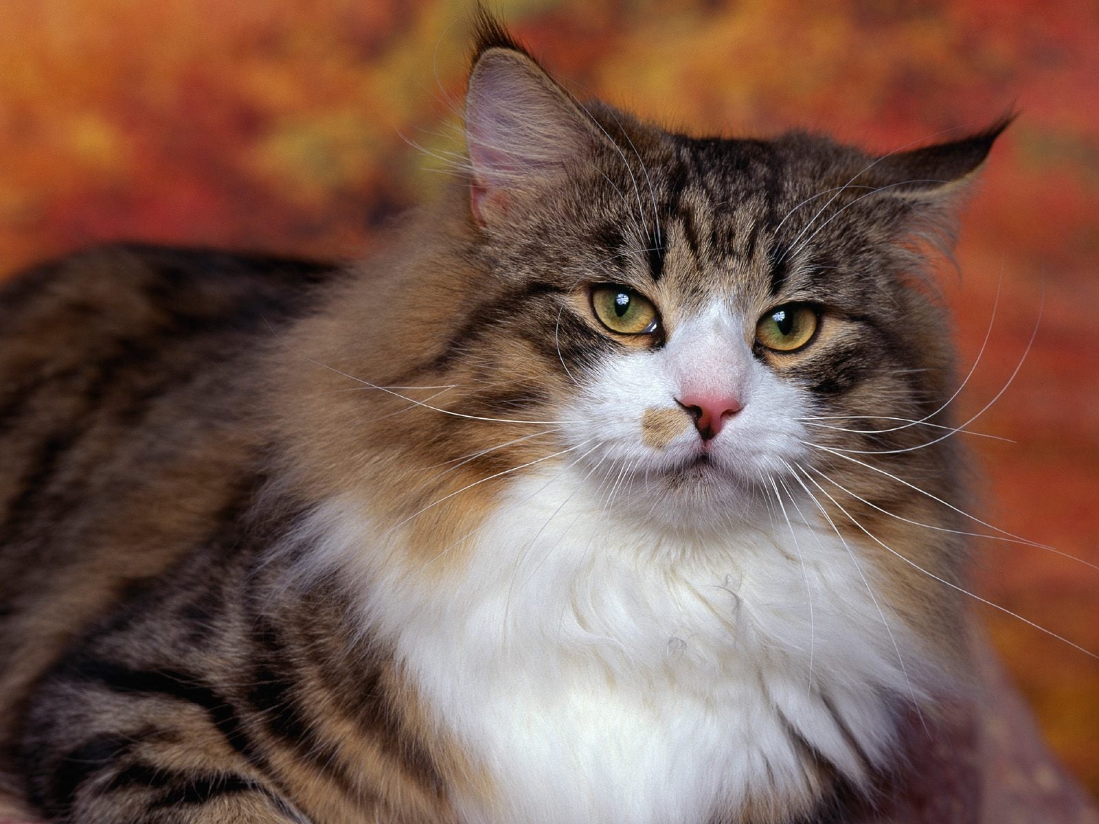 Grandes Elogios para Profender Spot on for Cats