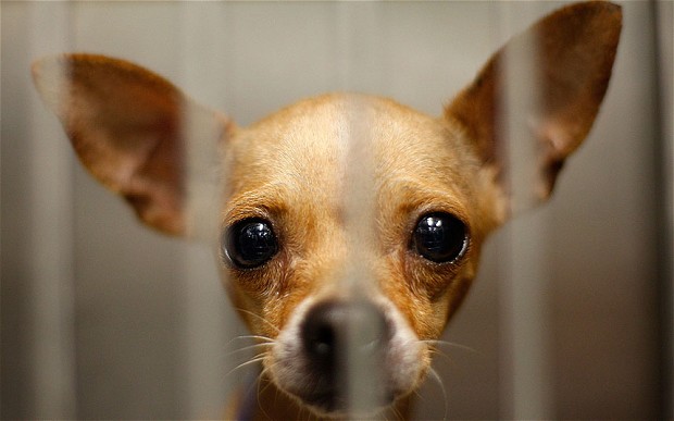¿Por qué elegir un perro rescatado?