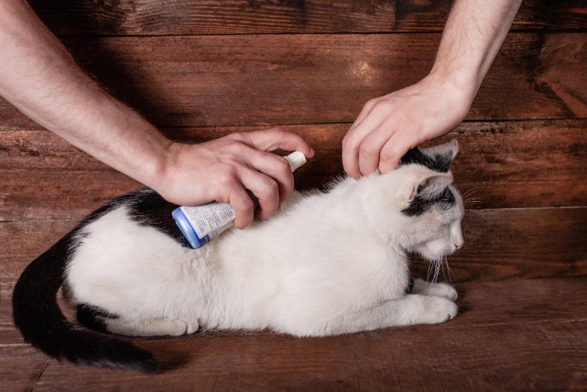 Is It Safe to use Tea Tree Oil as treatment against Fleas?
