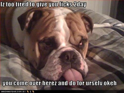 Dog tired