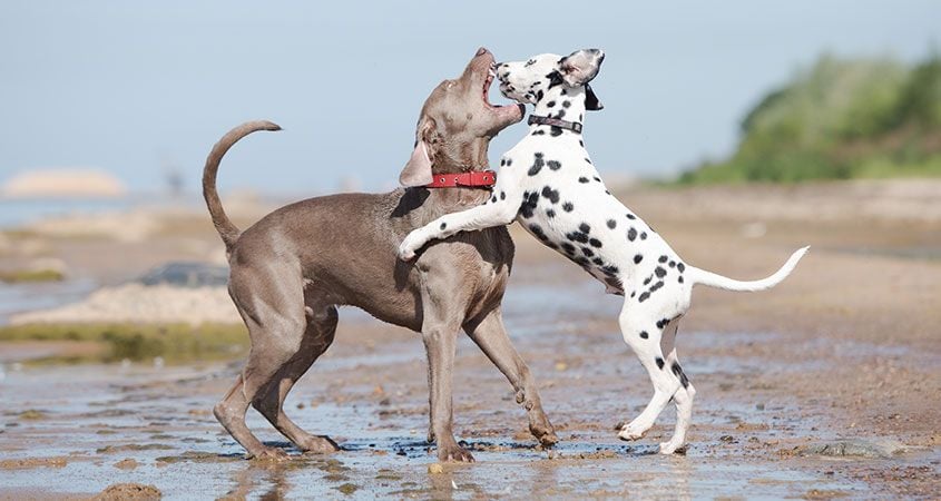 The Safe Way to Break Up a Dog Fight