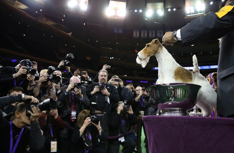 Westminster: El Show de Perros Que los Supera a Todos