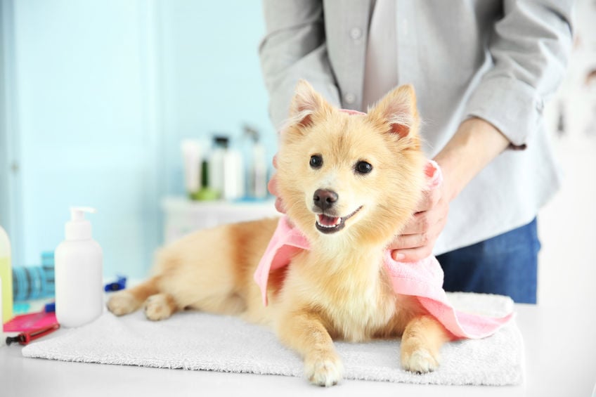 Are essential oil diffusers safe for dogs?