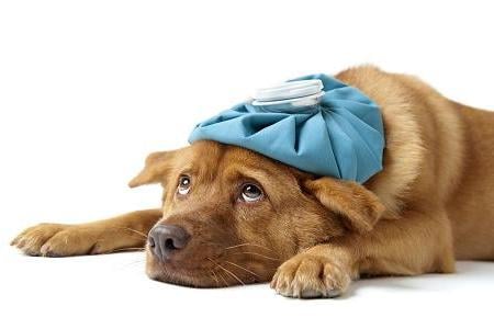 Dog Flu - Tips for Protecting Your Dog From Illness 