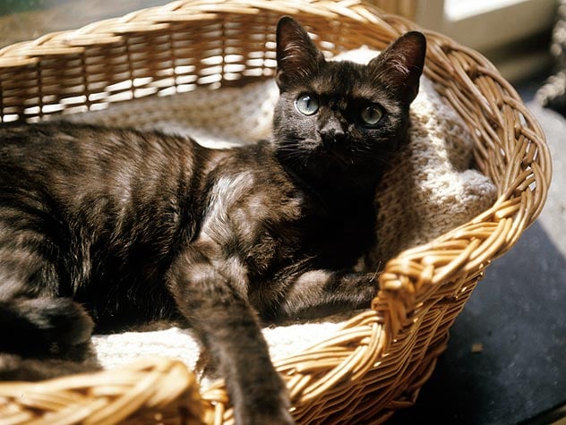 Cuidado de gatos mayores