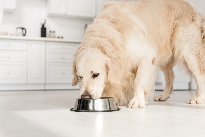 Tips to slow down a dog that eats too fast