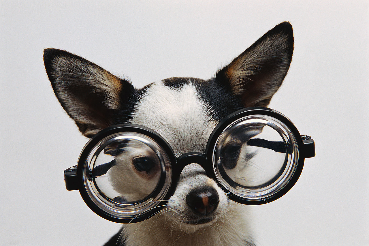 Adiestramiento canino: puede que estés enviando señales contradictorias