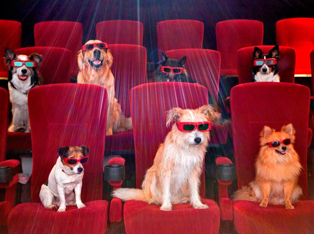 Actores Animales: Cuadrúpedos Famosos Parte 2
