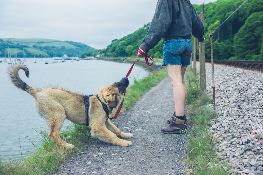 This is why your dog isn’t listening to you