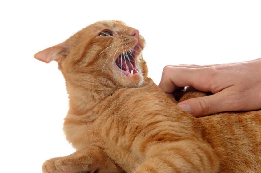 What is petting-induced aggression?