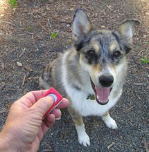 ¡Hazle saber a tu perro que ha hecho un buen trabajo con una golosina y un clic!