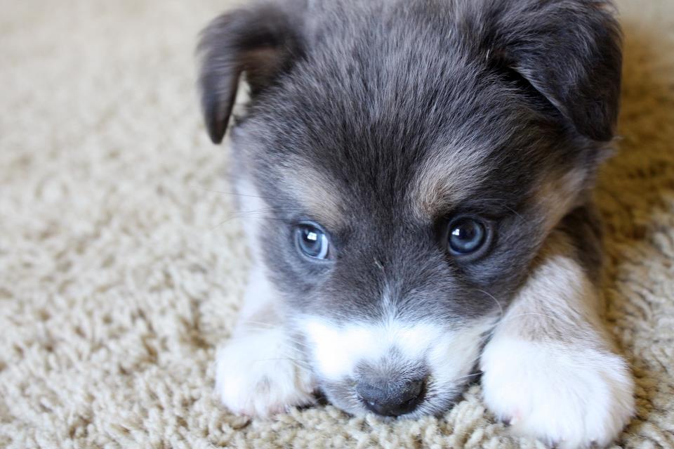 Prueba de ADN para Perros: Descubriendo la Ascendencia de Raza Mixta