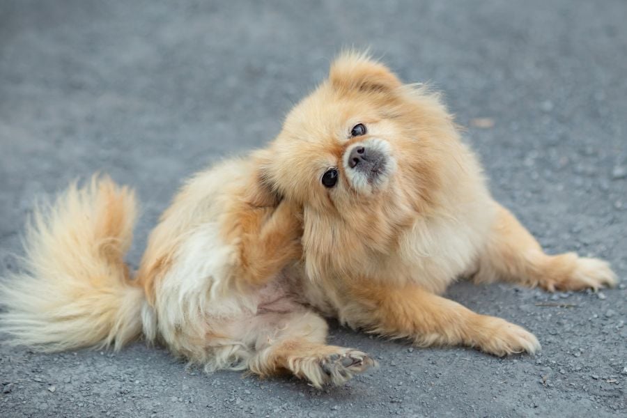 Why does my dog get dandruff?