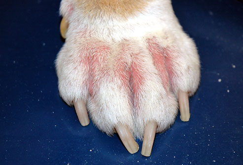 Perros y eccema