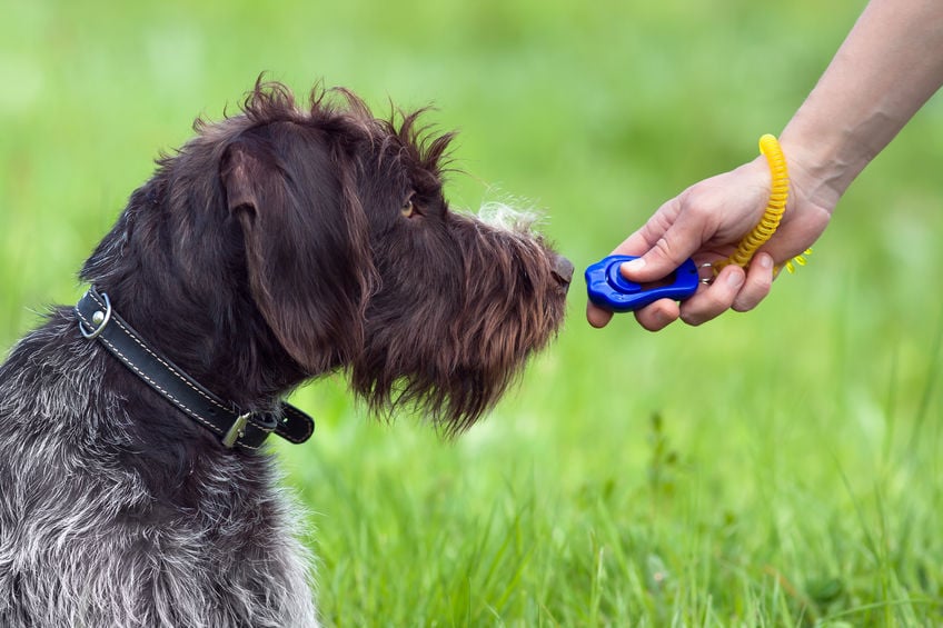 How to use clicker training with your dog