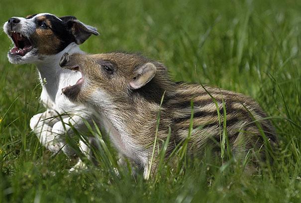 Amistades Animales Insólitas Que Te Derretirán el Corazón 2