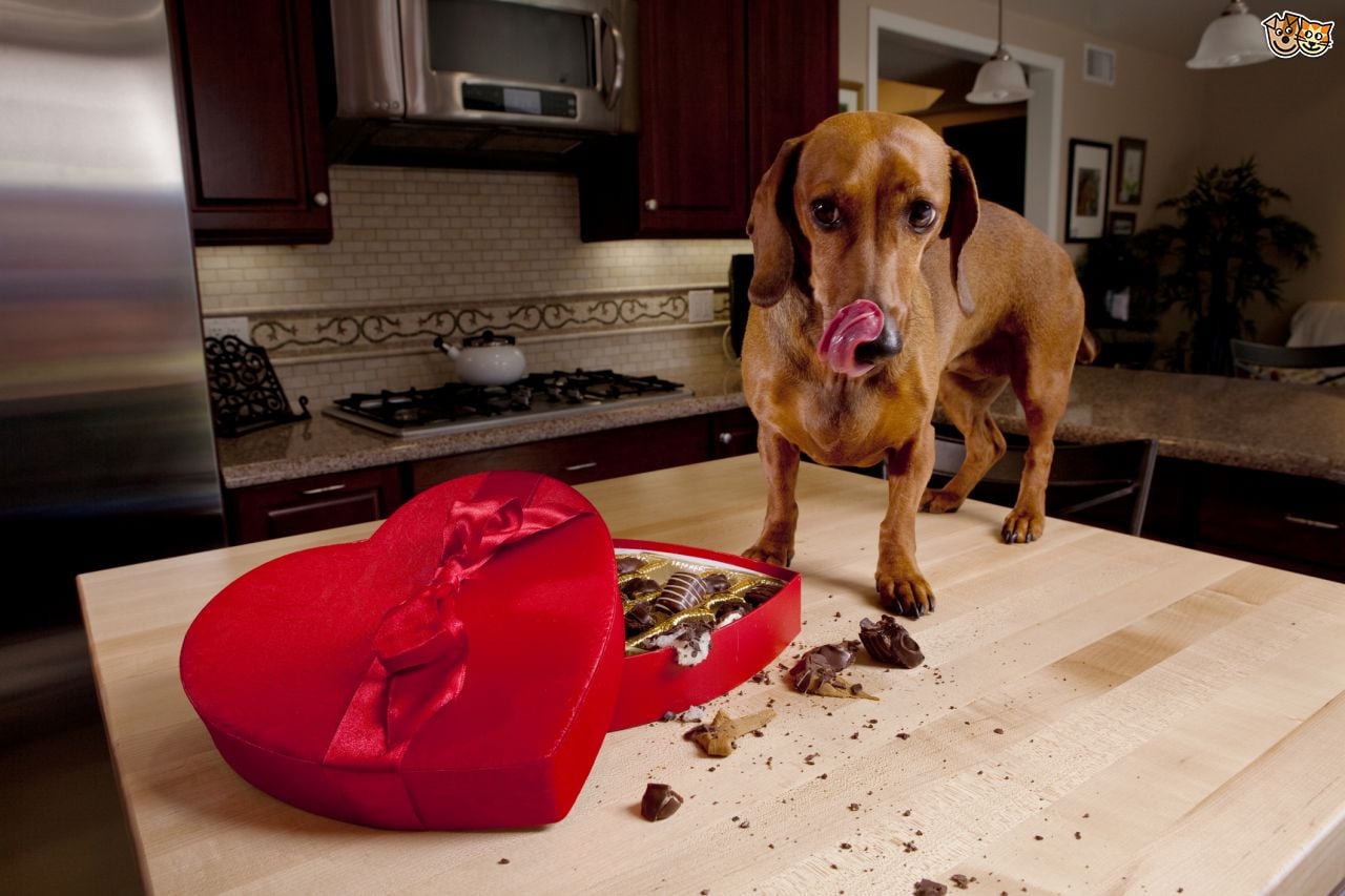 Dangerous Foods Your Dog Should Never Eat